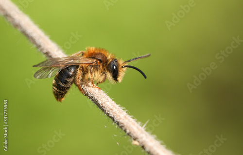 A tiny bee perching on a plant stem in spring in the UK.