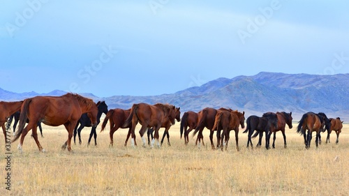 Group of horses in rural area of Kazakhstan © Colobus