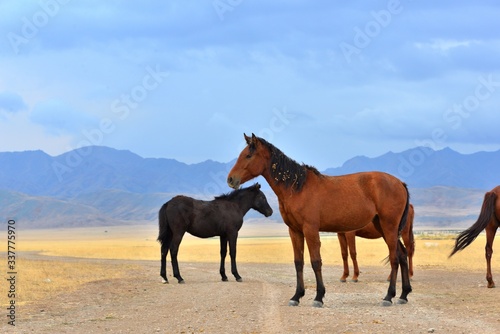 Group of horses in rural area of Kazakhstan