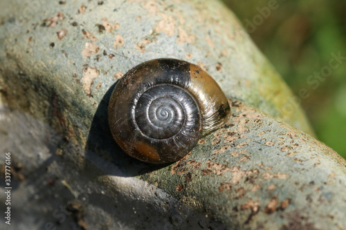 A pretty Glass Snail,  Oxychilidae, resting on a garden ornament in spring.  photo