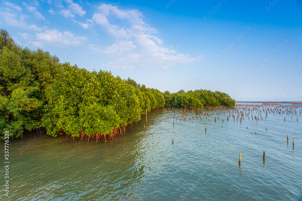 Mangrove forest and the sky,Big river with mangrove forest and bright