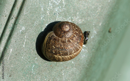 A Garden Snail, Cornu aspersum, on a garden pot in spring. photo