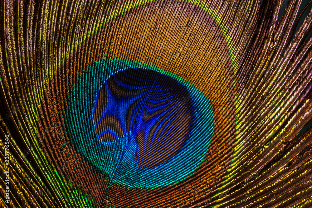 Fototapeta premium Colorful and Artistic Peacock Feathers. This is a macro photo of an arrangement of luminous peacock feathers