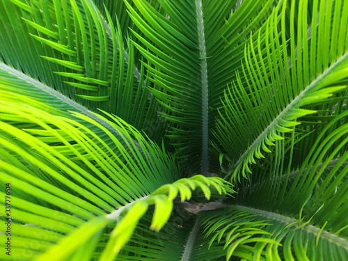 Green leaf of palm tree on white background