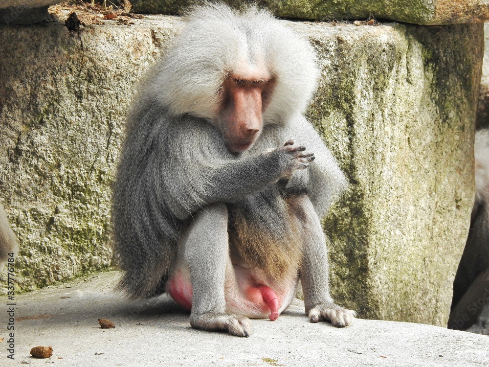 Fototapeta premium Adult baboon.