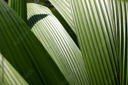 close-up leaves 