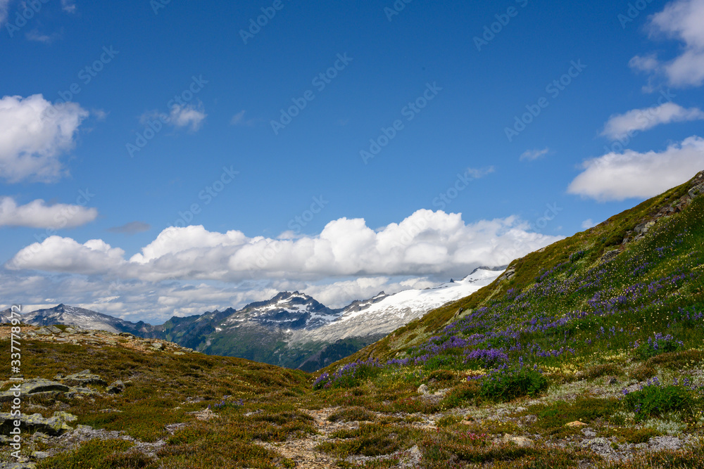 Field of Lupine Bloom Atop Mountain Ridge