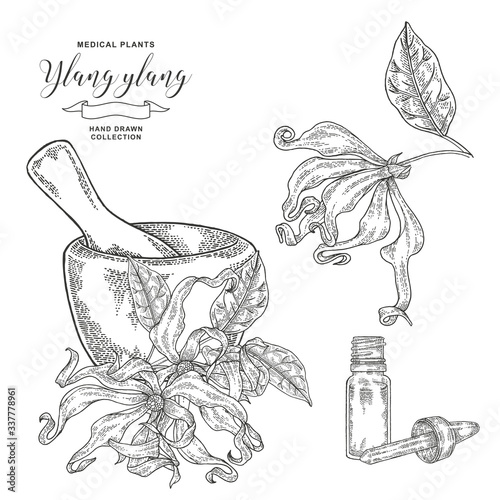 Ylang-ylang flowers and leaves. Hand drawn branch ylang or Cananga tree with mortar and glass bottle of oil. Medical plants collection. Vector illustration engraved.