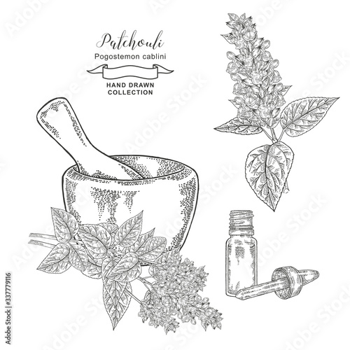 Patchouli plant leaves and flowers with mortar and glass bottle. Patchouli essential oil. Medical herbs hand drawn. Vector illustration.