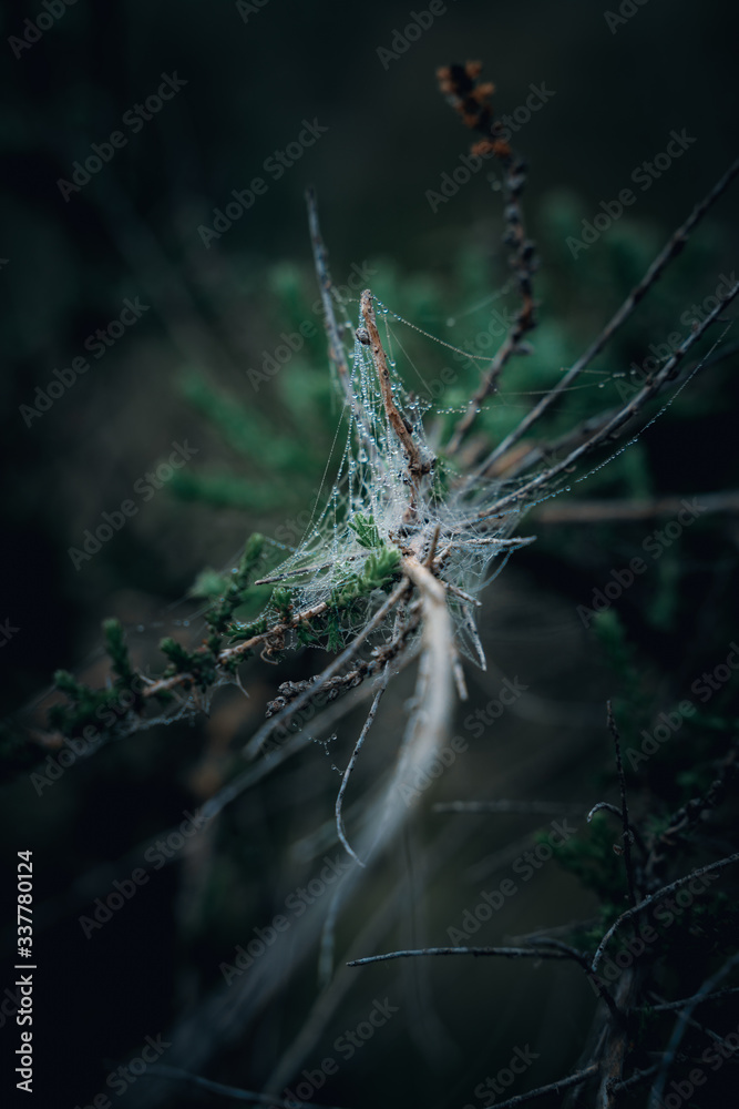 Closeup of branch covered with spider web with dew drops