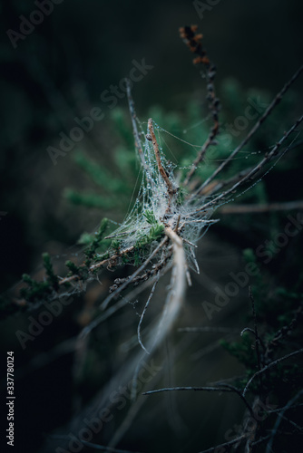 Closeup of branch covered with spider web with dew drops