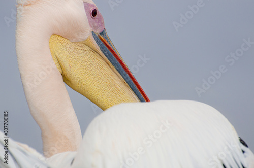 portrait of a pelican photo