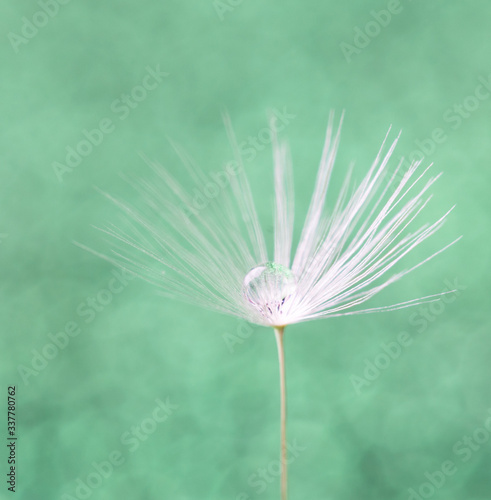 Drops of dew on dandelion seeds. Macro background