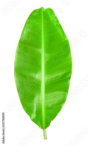 Green banana leaves isolated on white background