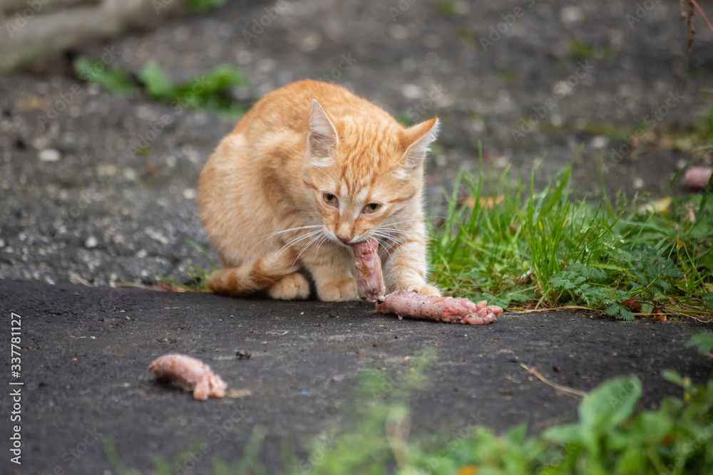 lean stray red cat eats meat