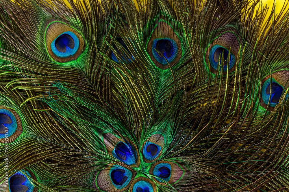 Fototapeta premium Colorful patterns of thousands of beautiful birds,Peacock Feather, Peacock, Feather, Animal, Bird