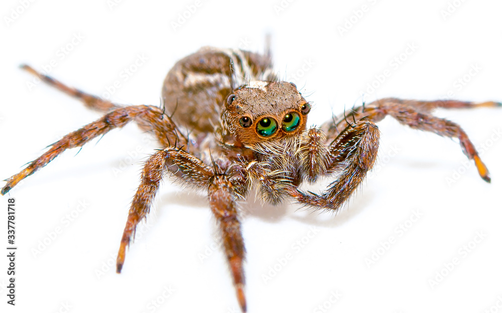 Fototapeta premium Jumping spider isolated over white. Macro photo with high magnification