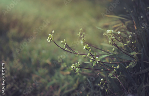 Tiny green leaves and white flowers of wildflowers in early spring. Tender spring Easter background