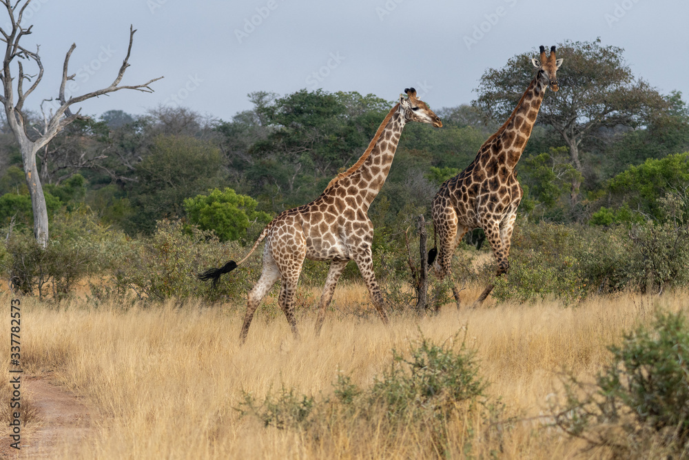 Obraz premium A pair of giraffes (Giraffa giraffa) in the Timbavati reserve, South Africa