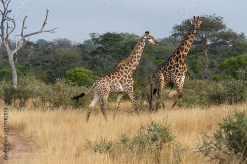 A pair of giraffes  Giraffa giraffa  in the Timbavati reserve  South Africa