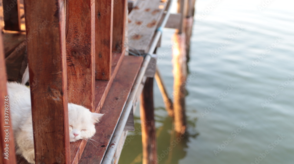 A white cat lying on the balcony of the house A white cat lying on the balcony of the house