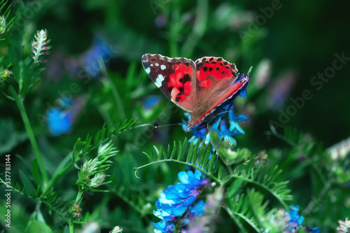 Red admiral butterfly