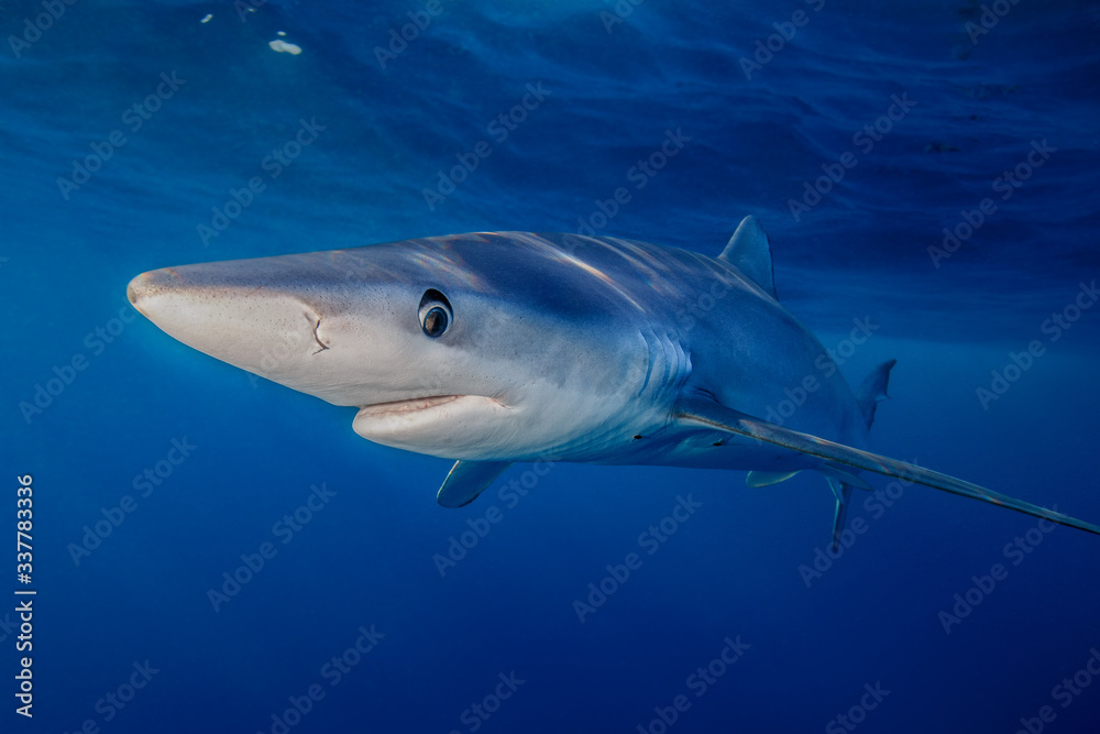Blue Shark Blue Shark