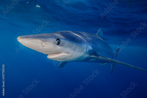 Blue Shark