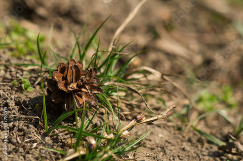 Brown pine cone on the ground