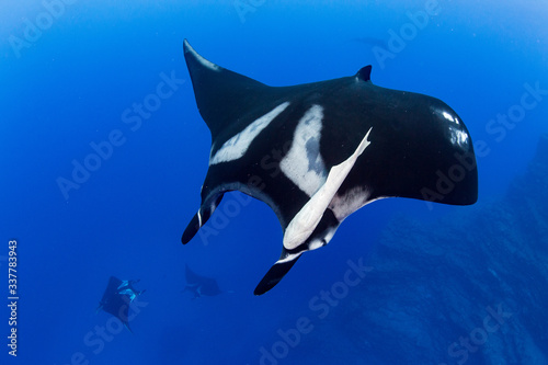 Manta ray  with romora photo