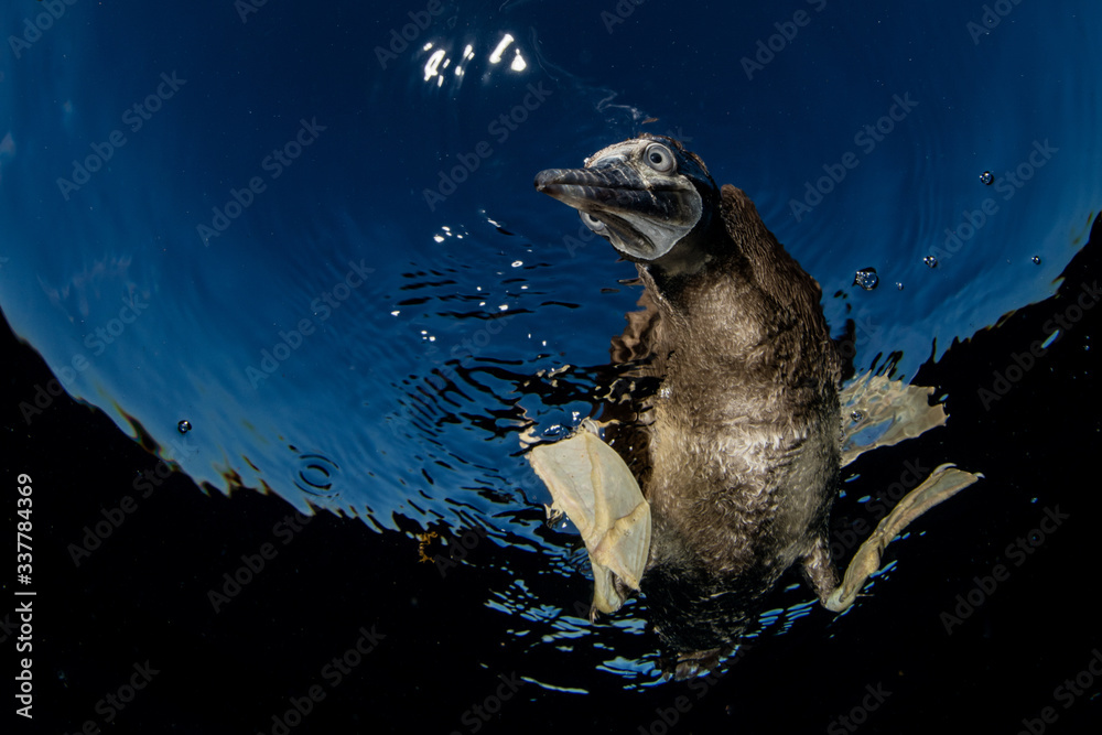 Obraz premium Brown footed booby pooking its head underwater