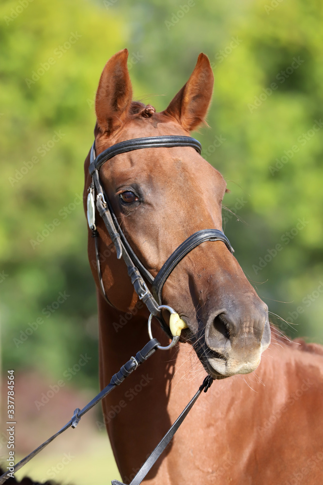 Fototapeta premium Close up of a chestnut colored race horse on natural green blur background in sunshine