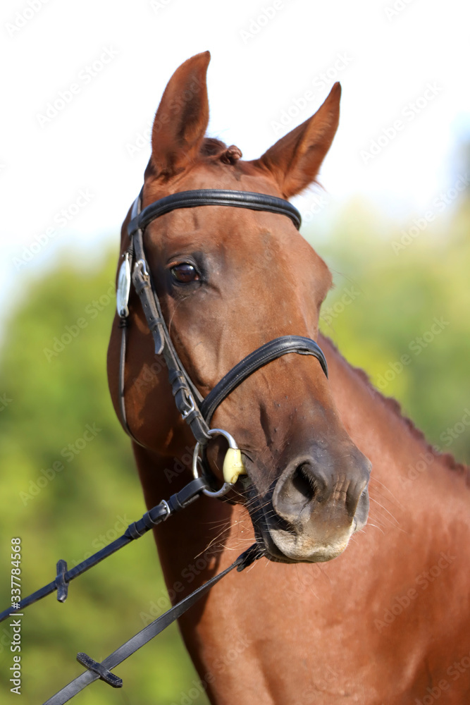 Fototapeta premium Close up of a chestnut colored race horse on natural green blur background in sunshine