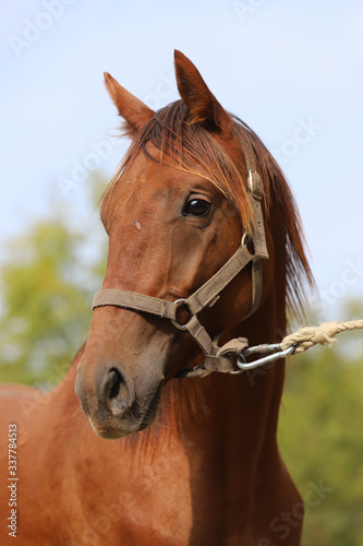 Close up of a chestnut colored race horse on natural green blur background in sunshine