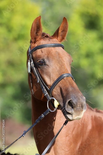 Close up of a chestnut colored race horse on natural green blur background in sunshine