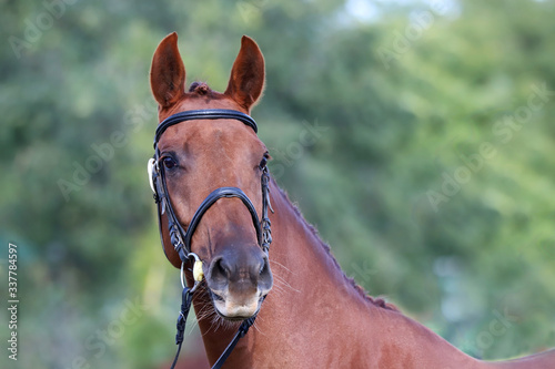 Tableau sur toile Close up of a chestnut colored race horse on natural green blur background in su