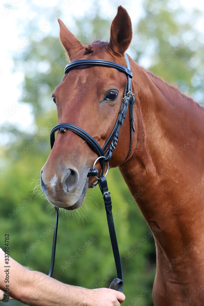 Fototapeta premium Close up of a chestnut colored race horse on natural green blur background in sunshine