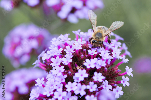 Bee on a Verbena bonariensis, purpletop vervain, clustertop vervain, Argentinian vervain, tall verbena, pretty verbena (in german Patagonische Eisenkraut) Verbena bonariensis photo