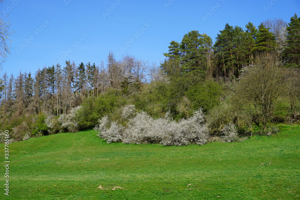 Ein Blick über das Feld auf die weiß blühende Schlehe am Waldesrand an einem schönen sonnigen Tag im April Ein Blick über das Feld auf die weiß blühende Schlehe am Waldesrand an einem schönen sonnigen Tag im April