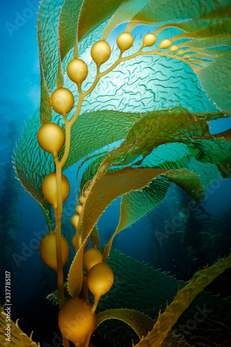 Close up of Giant kelp bladders.