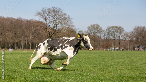 Black and White Holstein-Friesian Cow running in the sunlight in the meadow, the first time in spring to go outside in the meadows, called cowdance in the Netherlands 

