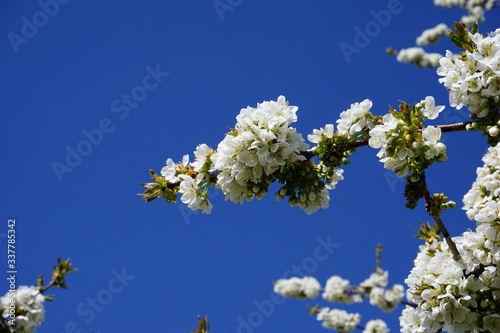 wei   bl  hende Kirschbl  ten im April mit blauen Himmel 