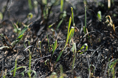 Green grass try to grow after fire © Eugene B-sov