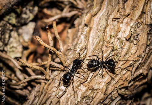 fourmis noirs © Photo Feats