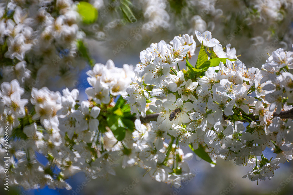 Cherry blossom in April Cherry blossom in April