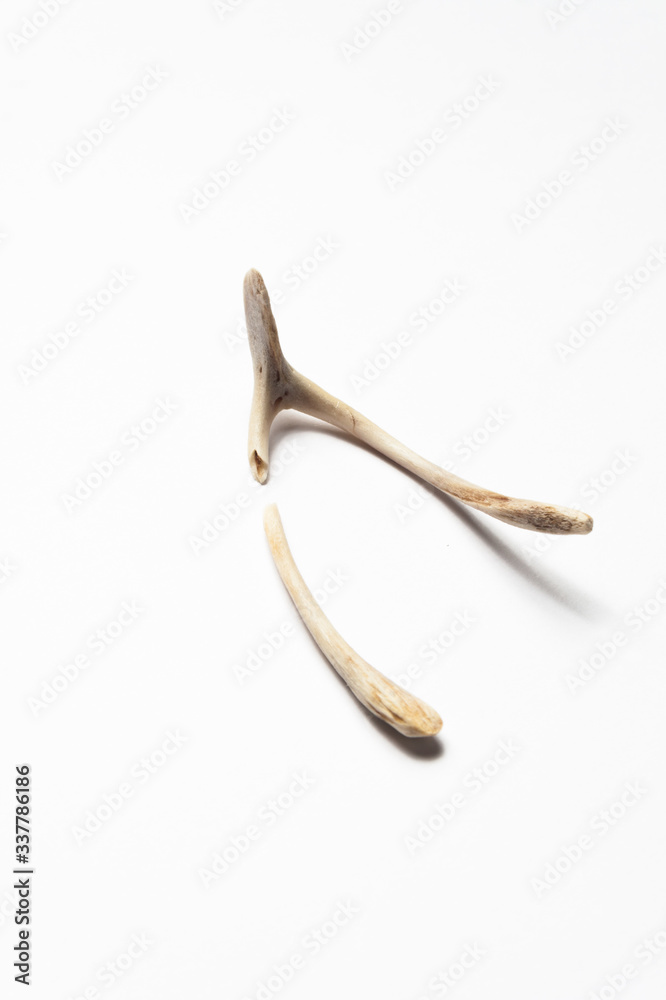 Fototapeta premium broken betting bone on white background