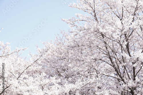 봄 벚꽃, 분홍색 꽃. Spring cherry blossoms, pink flowers. © jeng