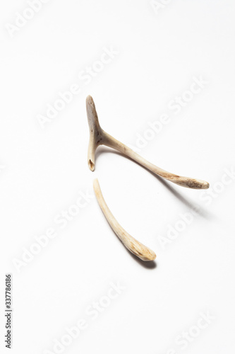 broken betting bone on white background