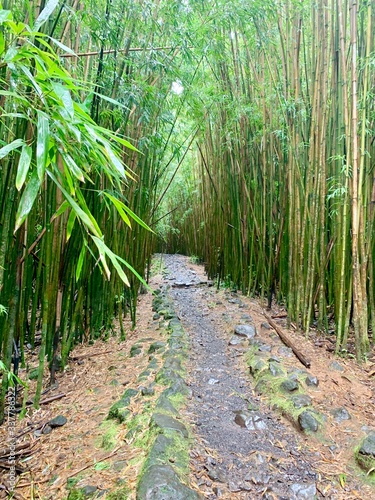 Bamboo forest trail