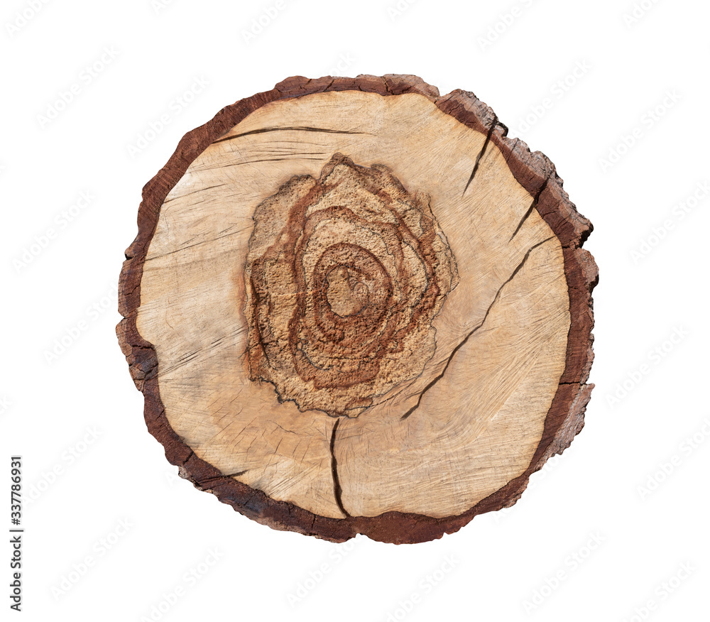 Cross section of tree stump with annual rings isolated on white Cross section of tree stump with annual rings isolated on white